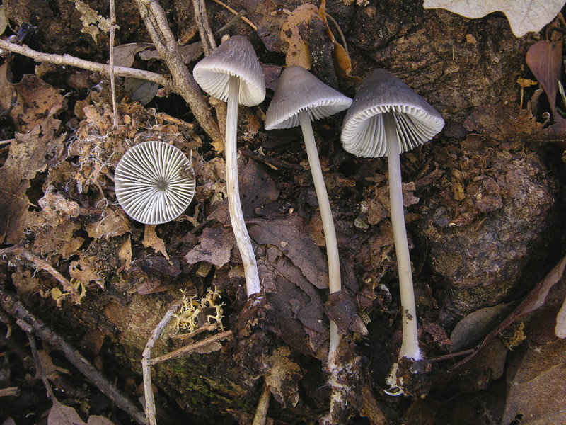 Mycena polygramma